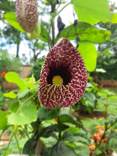 Aristolochia image