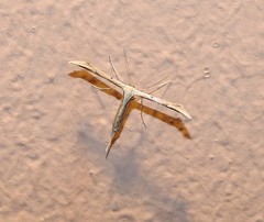 Hellinsia lienigianus