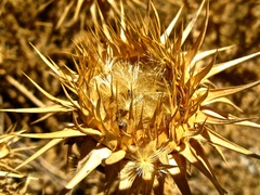 Cynara cardunculus cardunculus