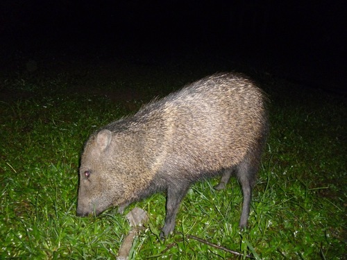 Collared Peccary