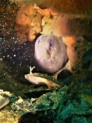 Gymnothorax pseudothyrsoideus