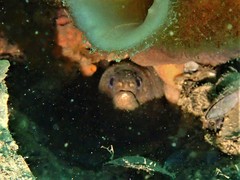 Gymnothorax pseudothyrsoideus