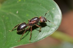 Myrmotarsus