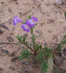 Penstemon linarioides