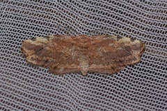 Achrosis fulvifusa