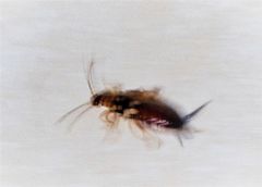 Forficula smyrnensis