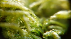 Hyocomium armoricum