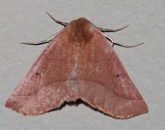 Drepanogynis cnephaeogramma