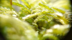 Hyocomium armoricum