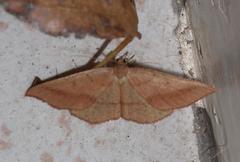 Palaeaspilates inoffensa