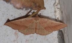 Palaeaspilates inoffensa