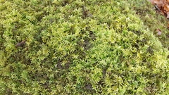 Hyocomium armoricum
