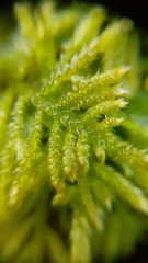 Hyocomium armoricum
