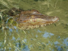Dwarf Caiman photo 4