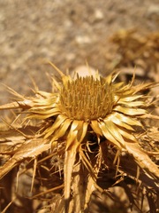 Carlina graeca
