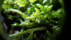 Hyocomium armoricum
