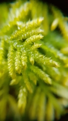 Hyocomium armoricum