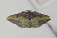 Hypochrosis cryptopyrrhata