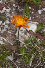 Crepis aurea