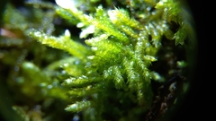 Hyocomium armoricum