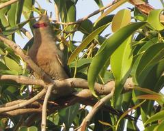 Urocolius indicus indicus