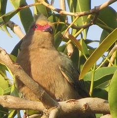 Urocolius indicus indicus