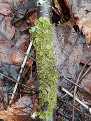 Melanohalea olivacea