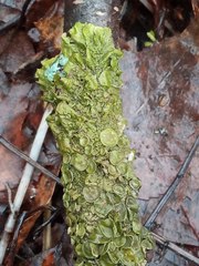 Melanohalea olivacea