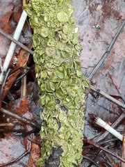 Melanohalea olivacea