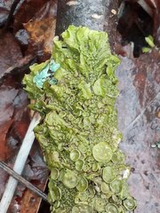 Melanohalea olivacea