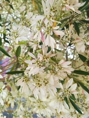 Euphorbia leucocephala