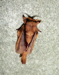 Apatelopteryx phenax