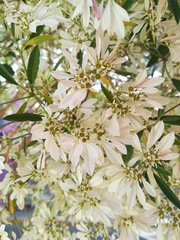 Euphorbia leucocephala