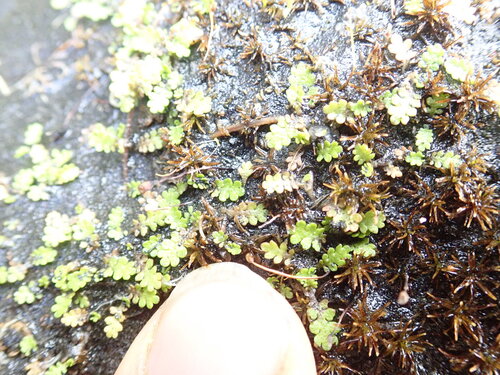 Leptinella dispersa, photograph 4