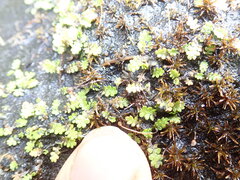 Leptinella dispersa, photograph (c) Arnim Littek, some rights reserved (CC BY)