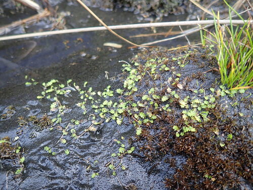 Leptinella dispersa, photograph 5