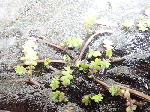 Leptinella dispersa, photograph 3