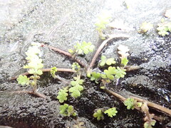 Leptinella dispersa, photograph (c) Arnim Littek, some rights reserved (CC BY)
