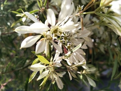 Euphorbia leucocephala