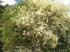 Euphorbia leucocephala