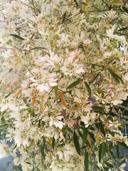 Euphorbia leucocephala