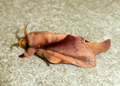 Apatelopteryx phenax