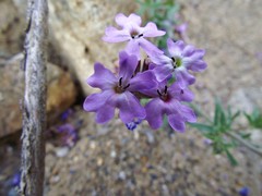 Verbena atacamensis