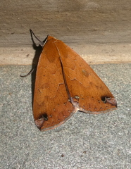 Stenopis