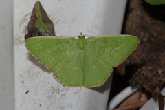 Ornithospila avicularia