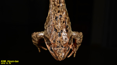 Rana dybowskii