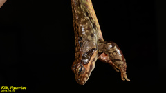 Rana dybowskii
