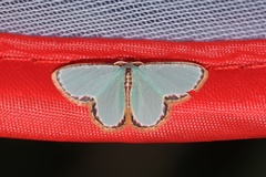 Comostola turgescens