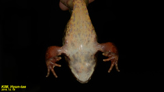 Rana dybowskii
