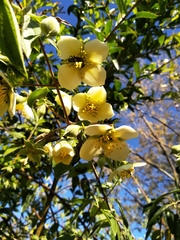 Philadelphus mexicanus